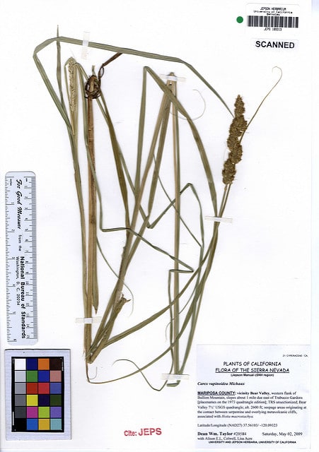 Carex vulpinoidea