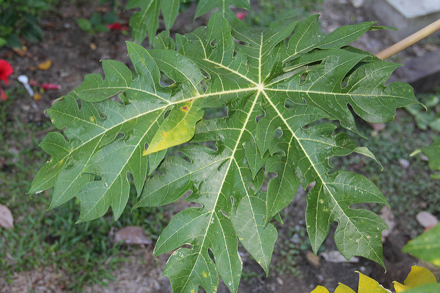 Papayer
