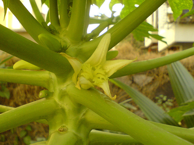 Papayer