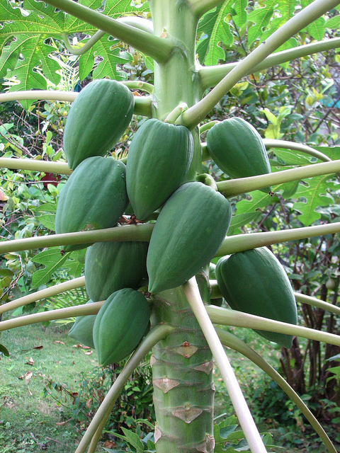 Papayer