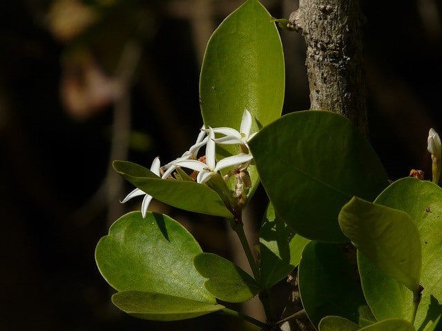 Karonda