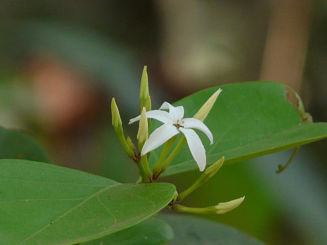 Karonda