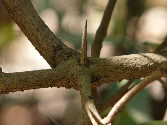 Karonda