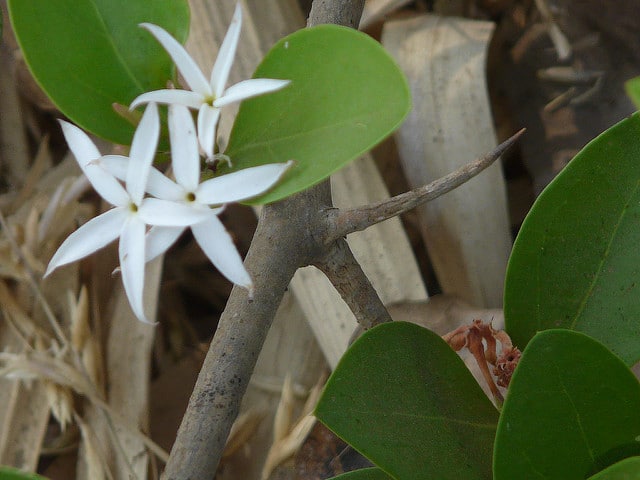 Karonda