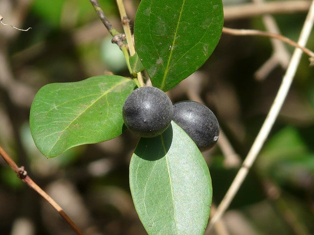 Karonda
