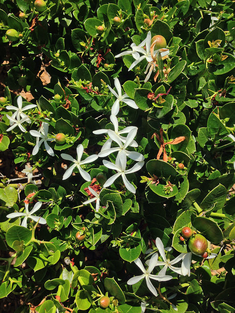 Prunier du natal (Carissa macrocarpa)