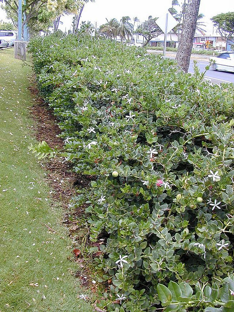 Prunier du natal