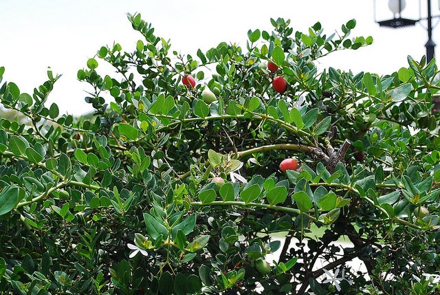 Prunier du natal