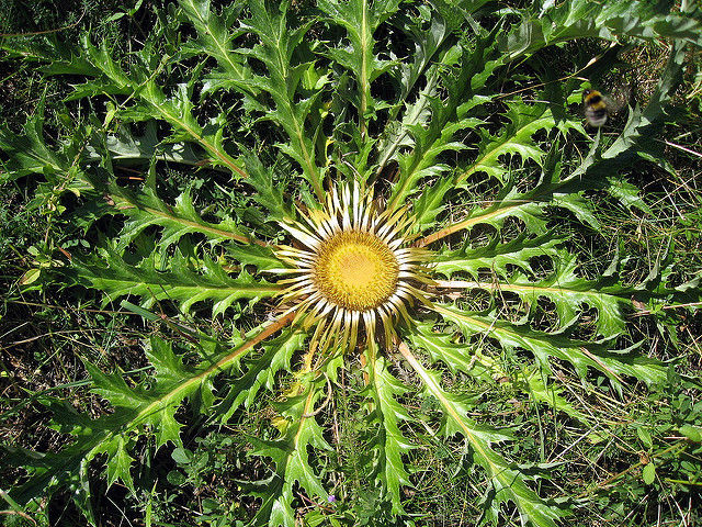 Cardabelle
