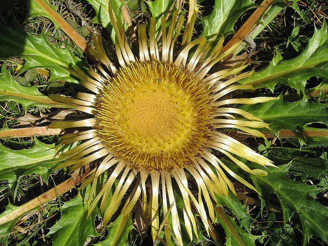 Cardabelle