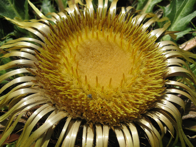 Cardabelle