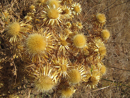 Cardabelle