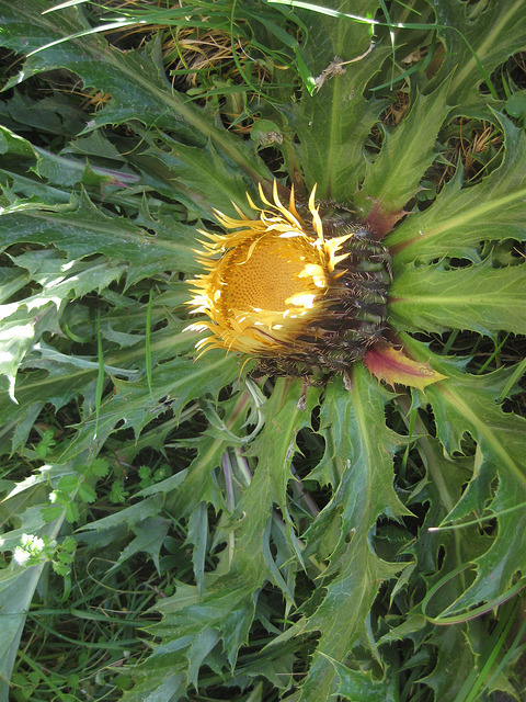 Cardabelle