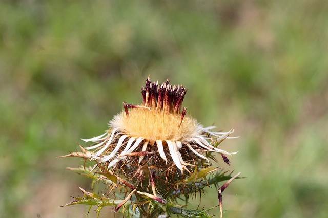 Carline commune (Carlina vulgaris)