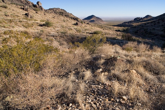 Carlowrightia arizonica