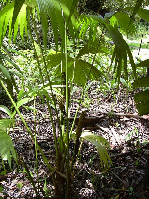 Carludovica palmata