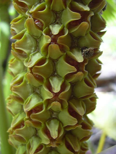 Carludovica palmata