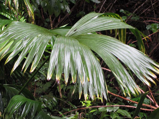 Carludovica palmata