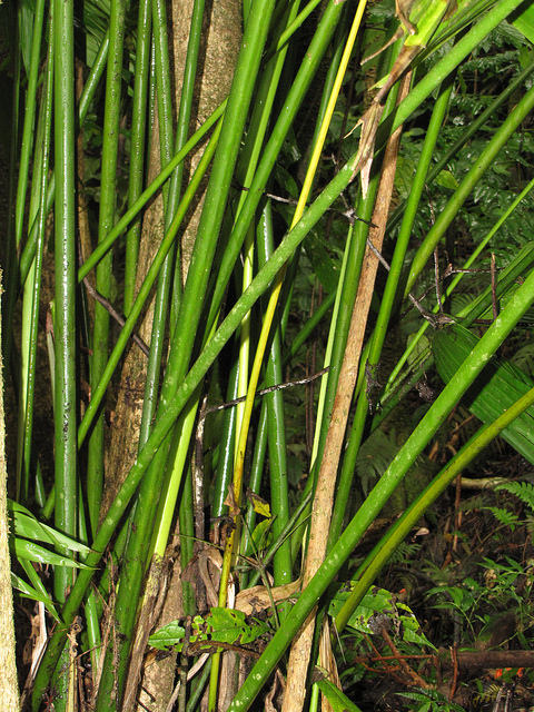 Carludovica palmata