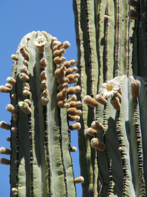 Saguaro (Carnegiea gigantea)