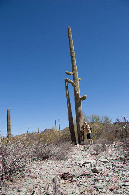 Saguaro