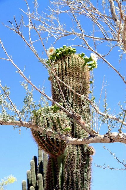 Saguaro