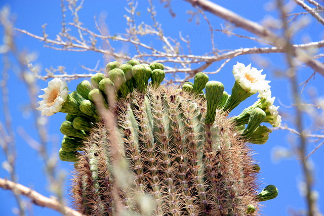 Saguaro