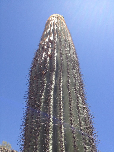 Saguaro