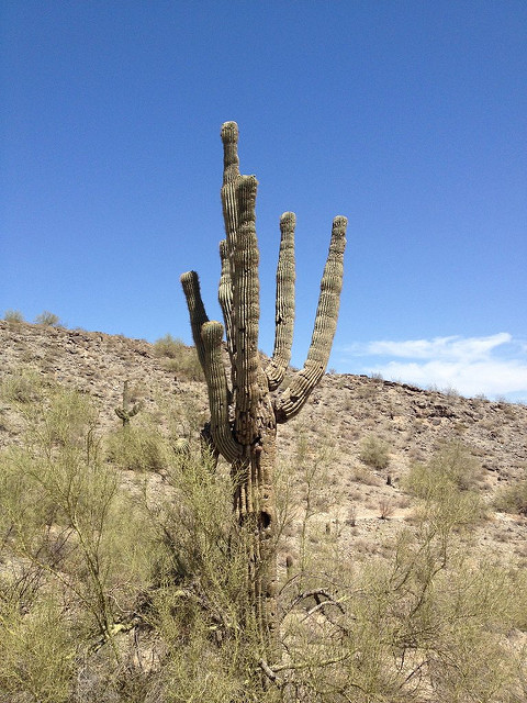 Saguaro