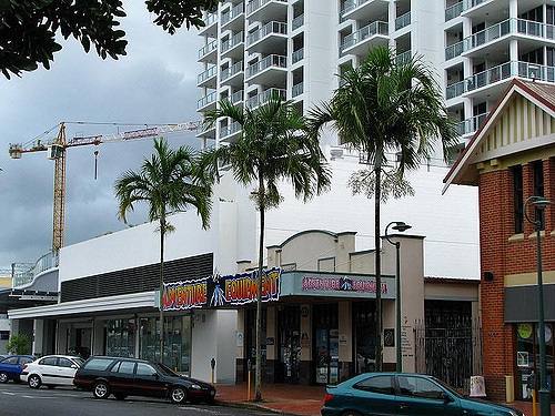 Carpentaria acuminata