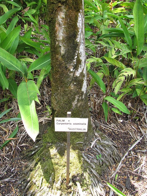 Carpentaria acuminata