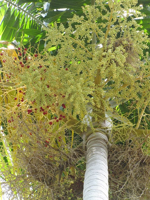 Carpentaria acuminata