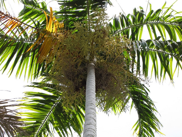 Carpentaria acuminata