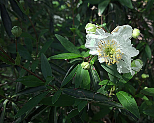 Carpenteria californica
