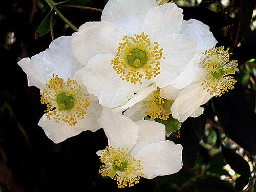 Carpenteria californica