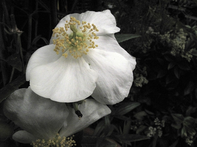 Carpenteria californica