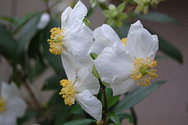 Carpenteria californica