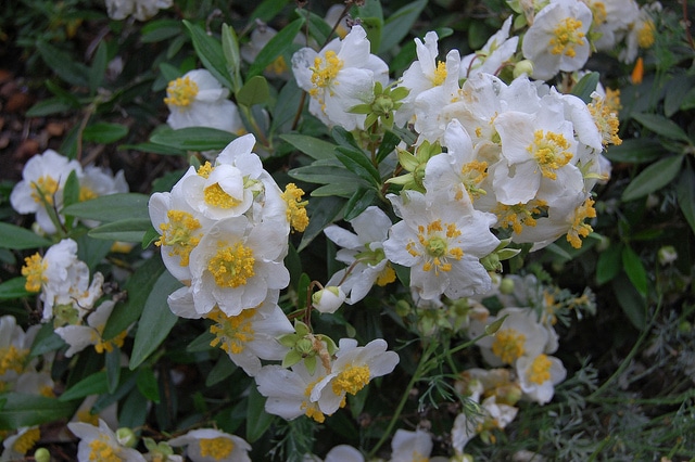 Carpenteria californica