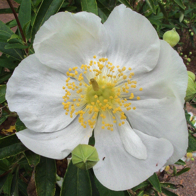 Carpenteria californica