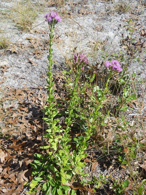 Carphephorus corymbosus (Carphephorus corymbosus)
