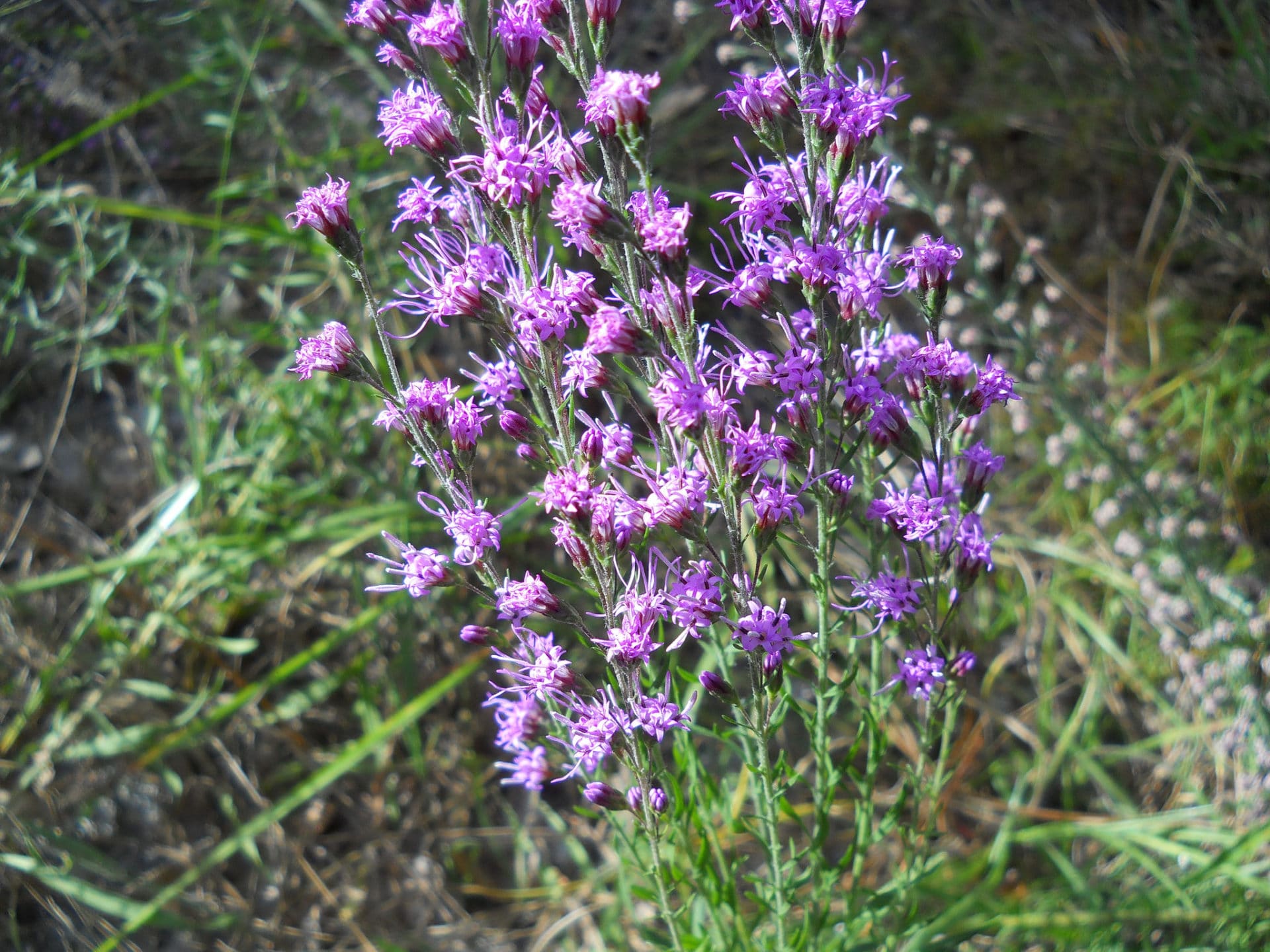 Carphephorus paniculatus