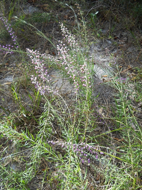 Carphephorus paniculatus