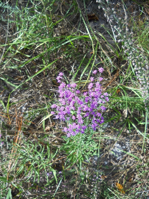 Carphephorus paniculatus