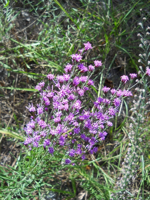 Carphephorus paniculatus