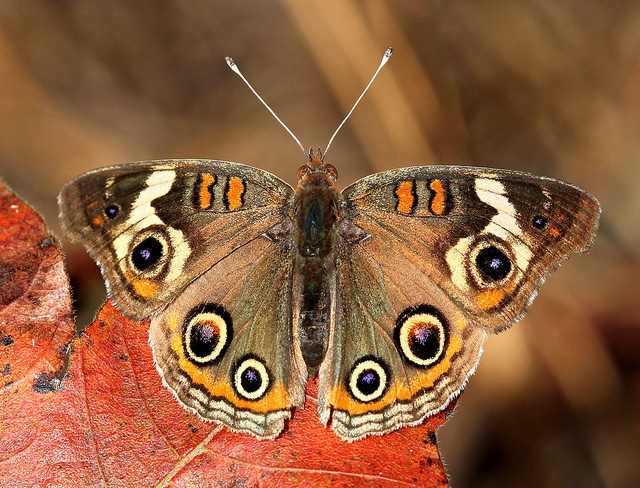 Carphephorus paniculatus
