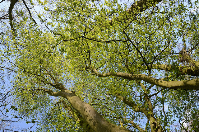 Charme commun (Carpinus betulus)