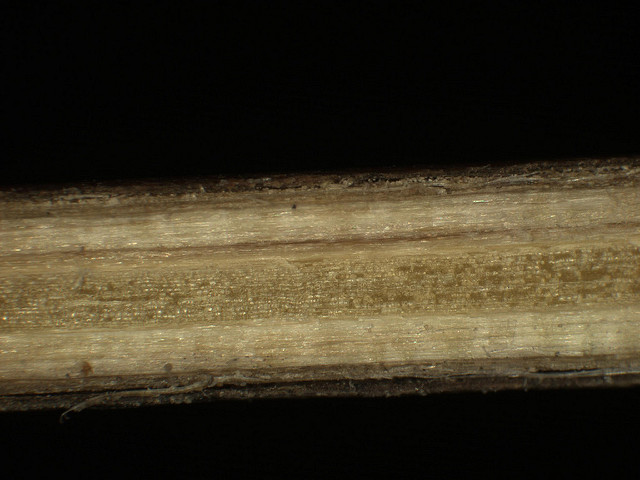 Carpinus caroliniana