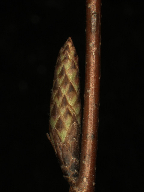 Carpinus caroliniana