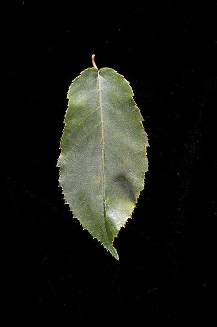 Carpinus caroliniana