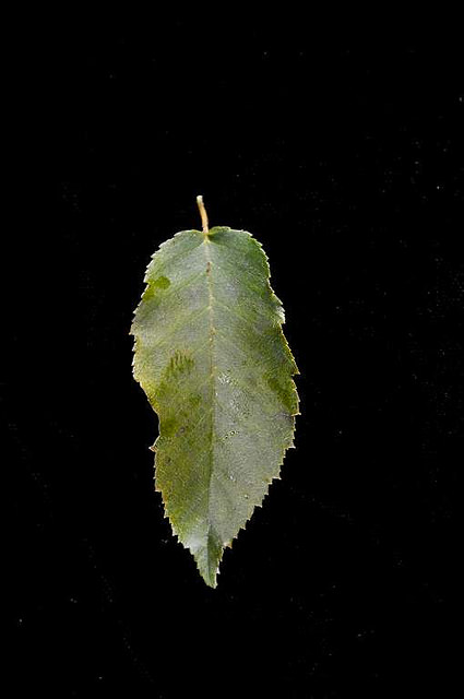 Carpinus caroliniana